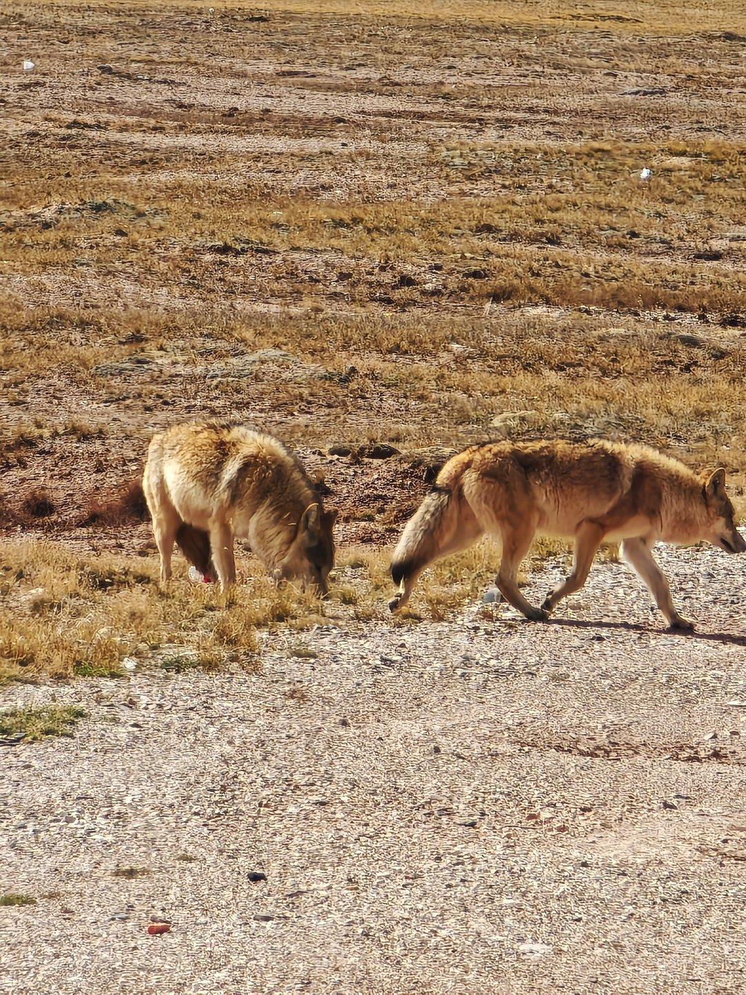 可可西里「網紅狼」現時有約12隻同伴。(網上圖片)