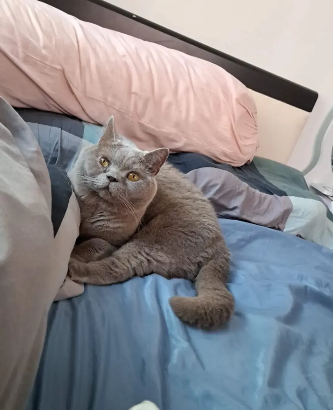 圖片來源:LIHKG討論區