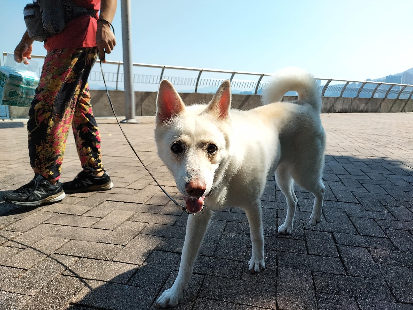 五個「寵物巴士遊」行程帶寵物及主人遊走各區寵物好去處,受舒適的巴士旅程後,一同到訪這些地方探索。