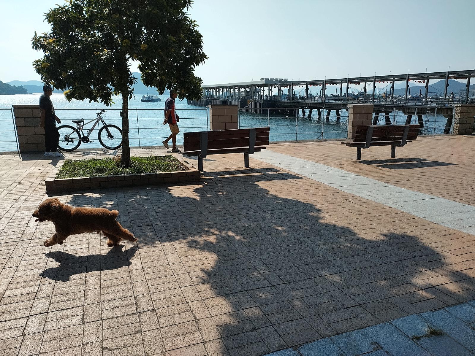 五個「寵物巴士遊」行程帶寵物及主人遊走各區寵物好去處,受舒適的巴士旅程後,一同到訪這些地方探索。