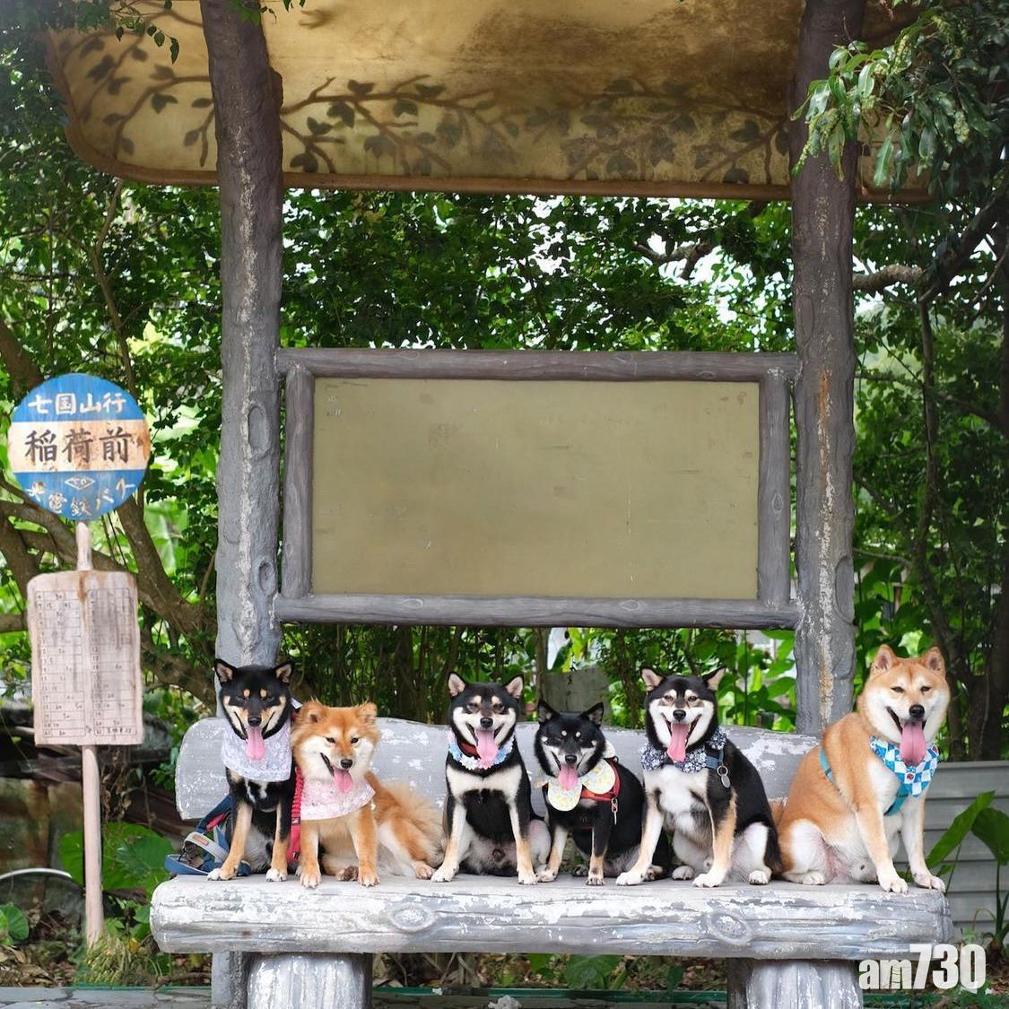 梅窩「山寨龍貓巴士站」特別可愛。