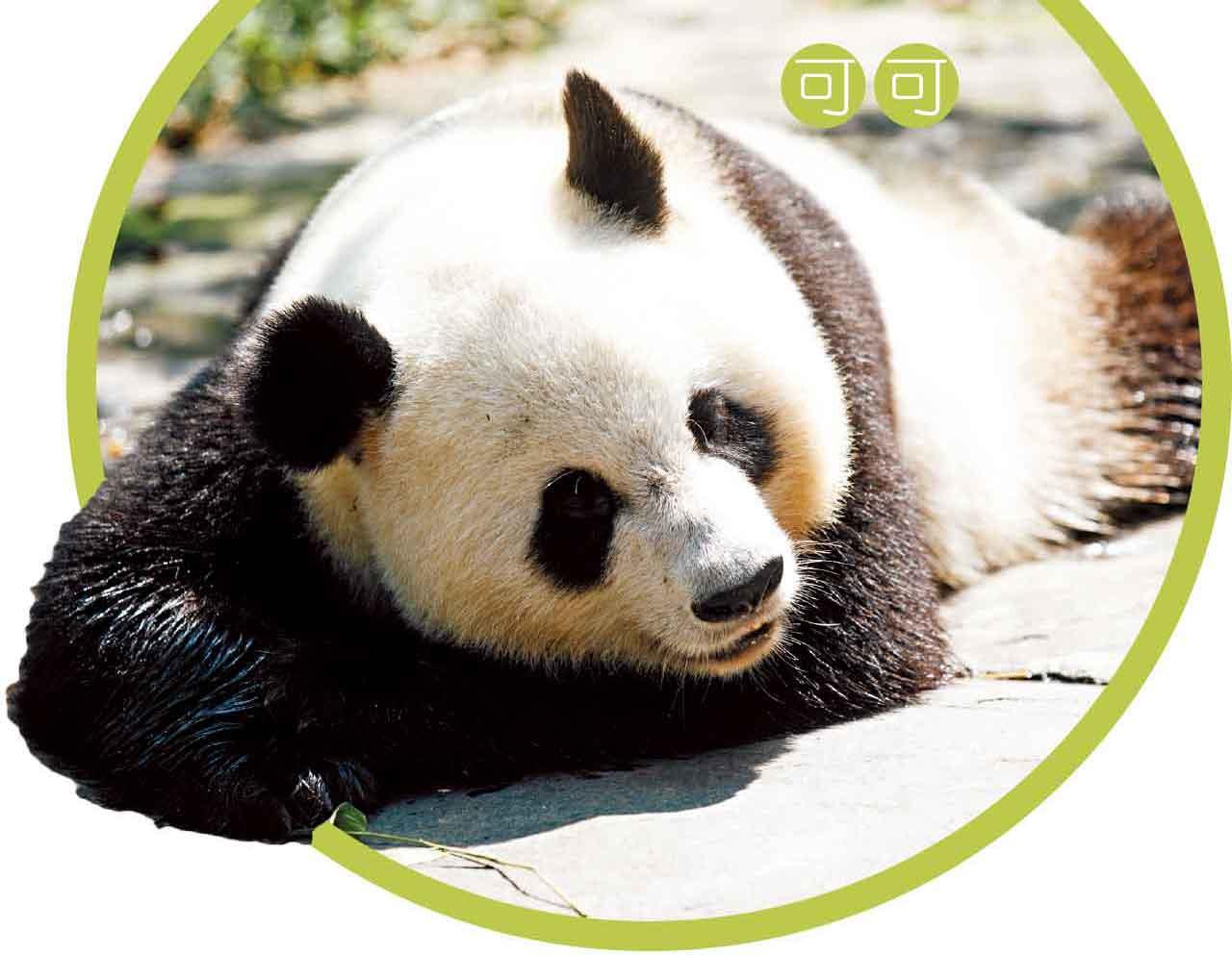 大熊貓安安可可