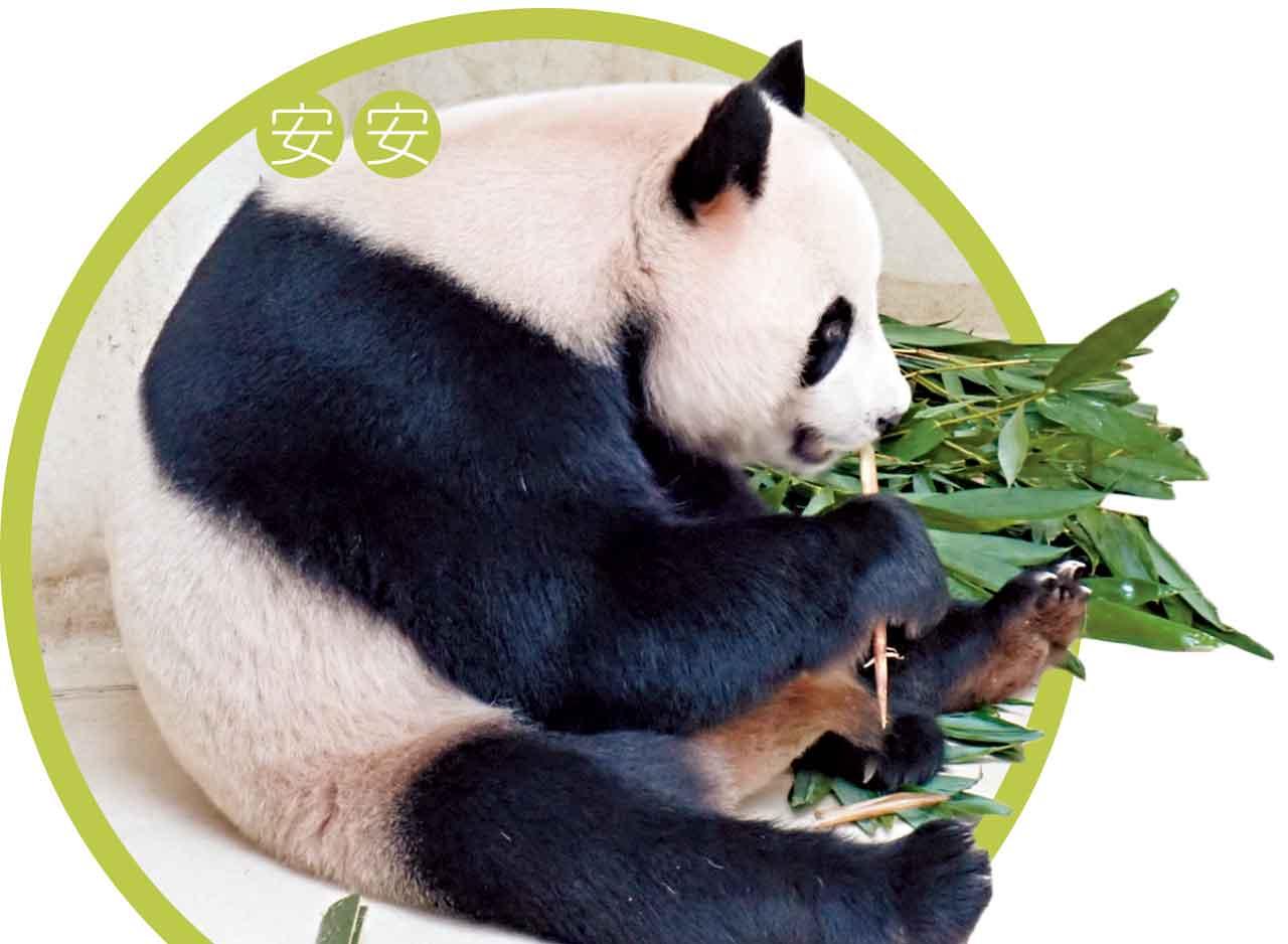 大熊貓安安可可