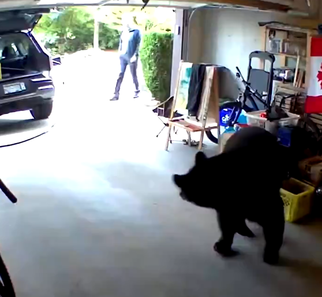 高特(Alex Gold)在車房遇上一隻大黑熊。