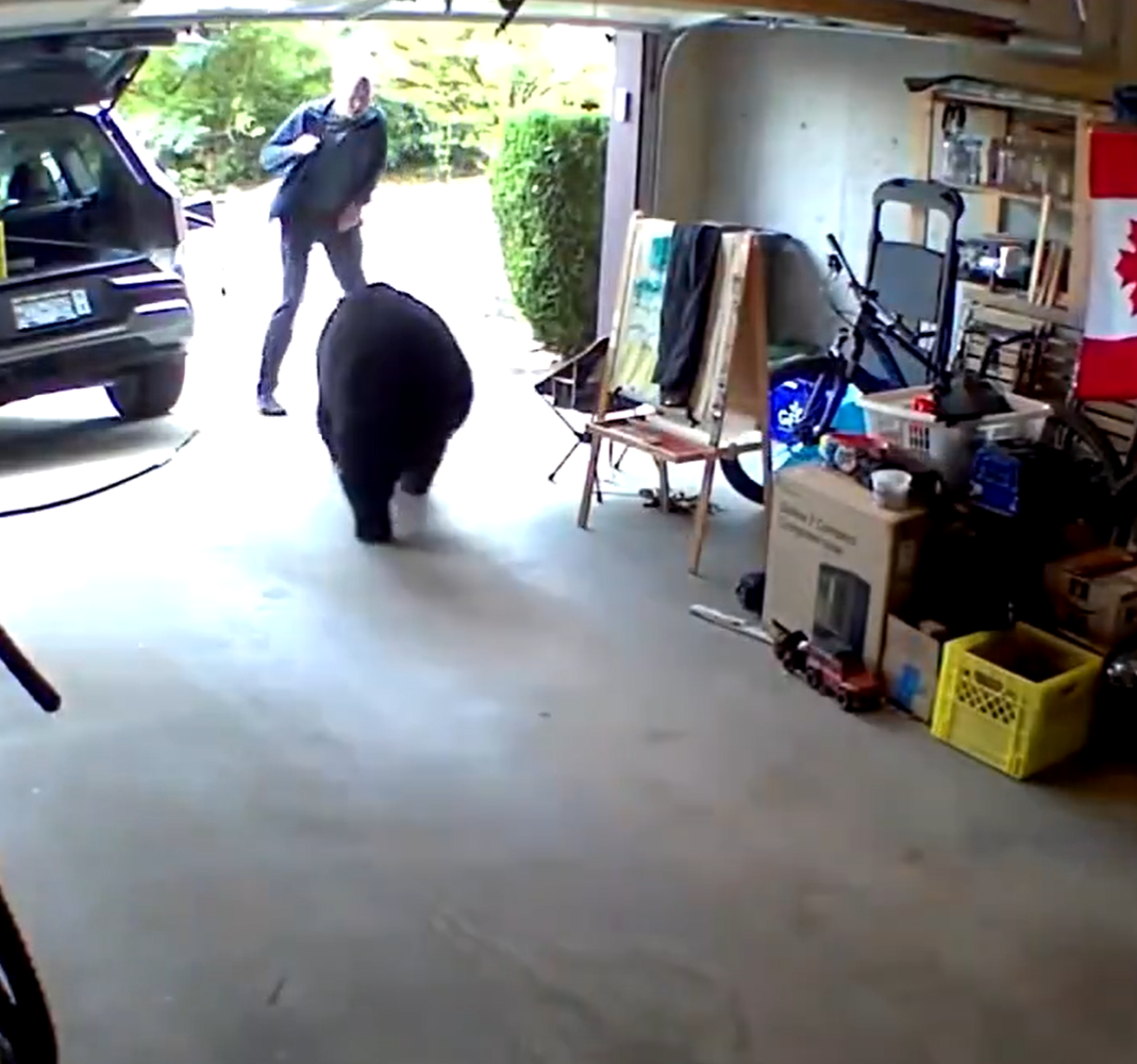 高特(Alex Gold)遇上一隻大黑熊仍保持冷靜。