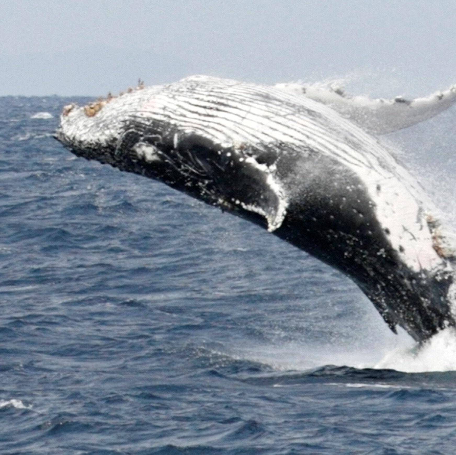 估計全球約有8萬條座頭鯨,其中約3,200條在大溪地一帶海域生活。(資料圖片)