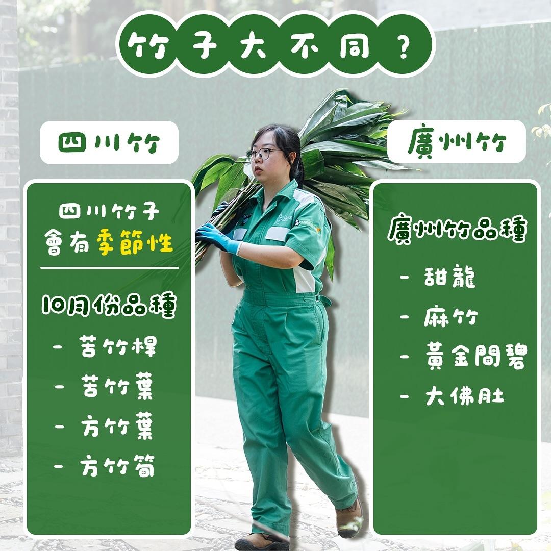 安安可可改食廣州竹。(海洋公園FB)