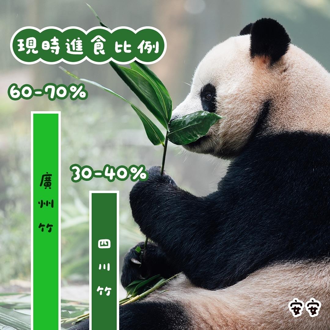 安安可可改食廣州竹。(海洋公園FB)