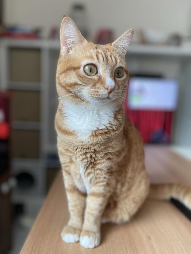 8歲家貓阿布生前相片。(天下貓貓一樣貓@FB)