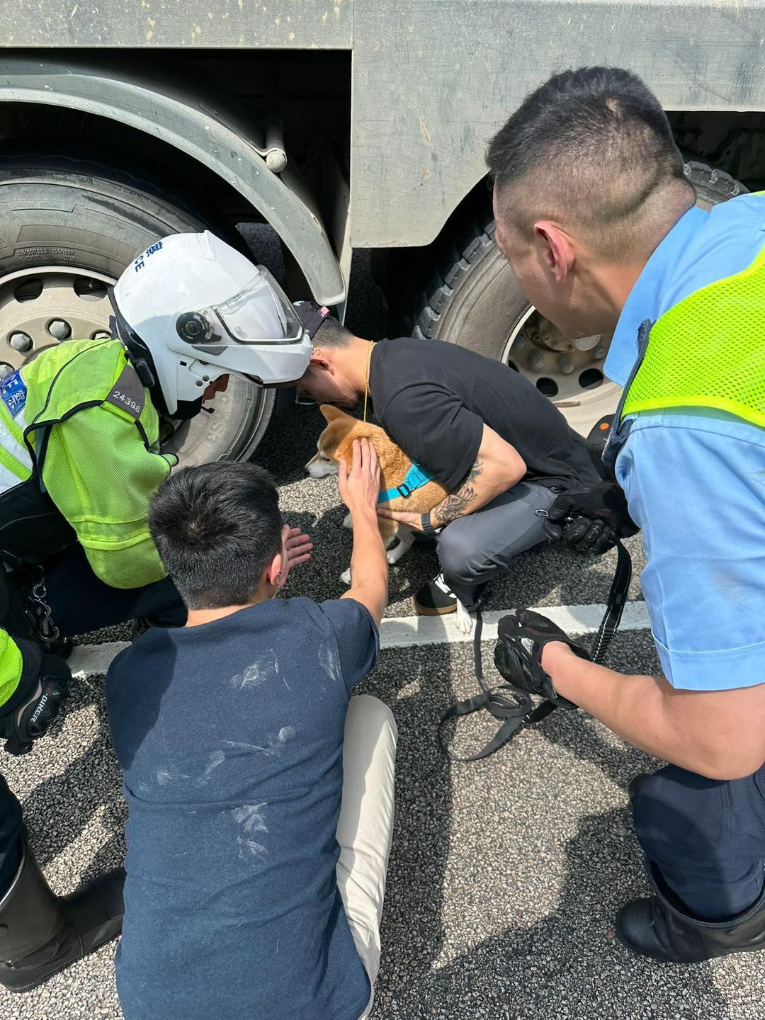 警方接報到場指示現場車輛減速,並封鎖一條行車線,最終與熱心市民合作,在泥頭車底救出柴犬。(警方圖片)