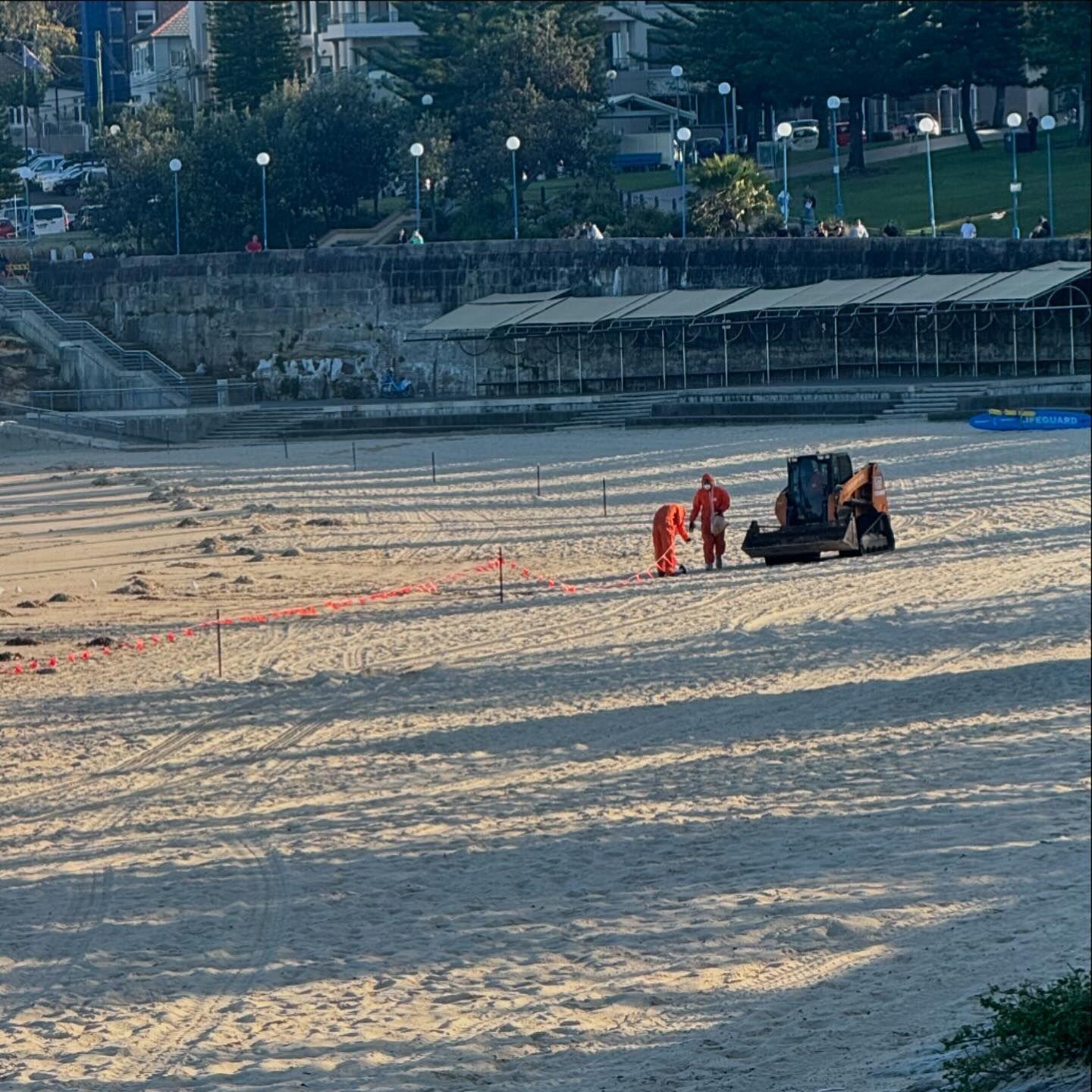 澳洲當局仍正在清理庫吉海灘(Coogee)的焦油球。(Randwick City Council FB)