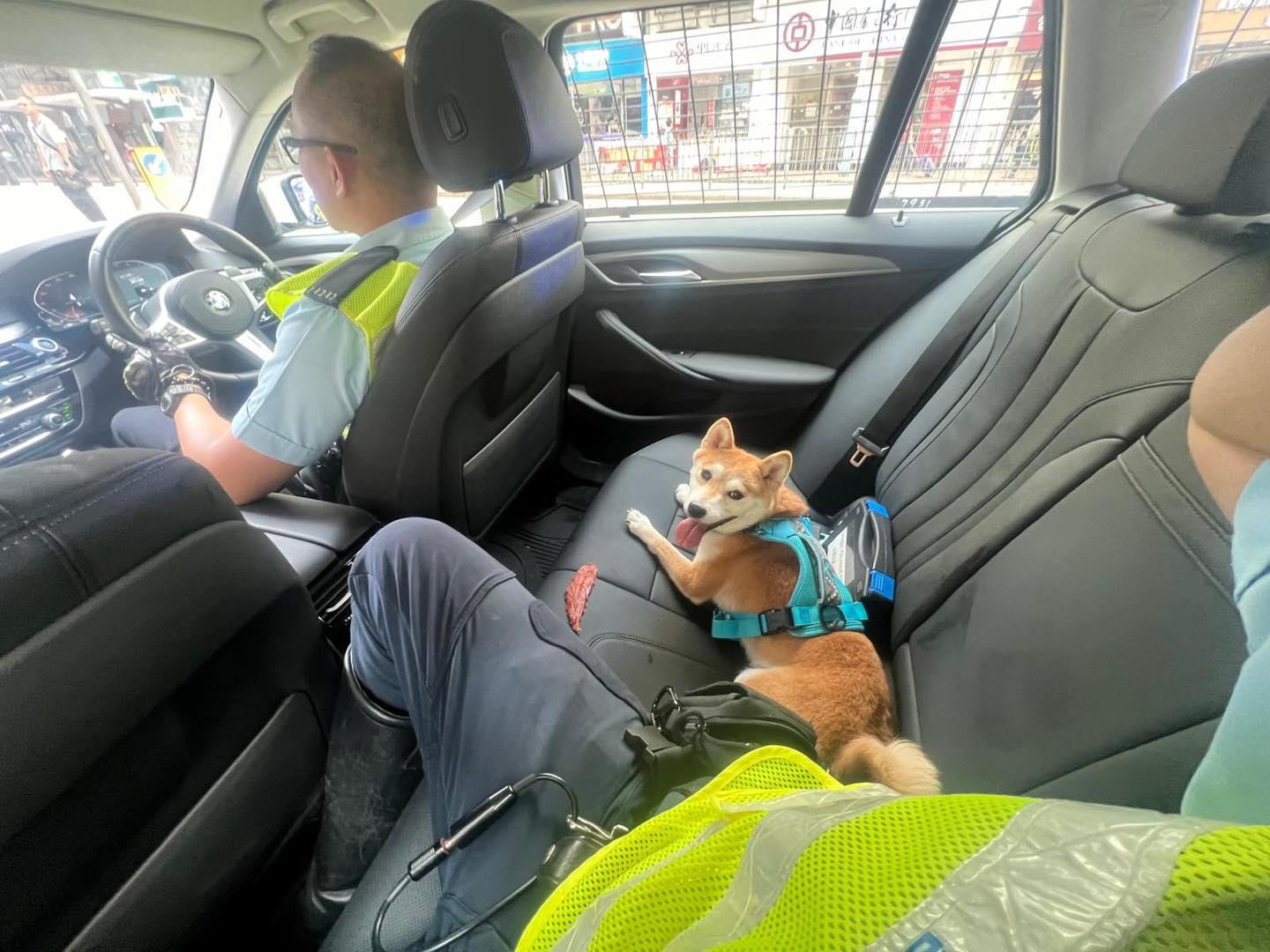 警方指柴犬已交由愛護動物協會照顧,希望牠能盡快和主人團聚。(警方圖片)