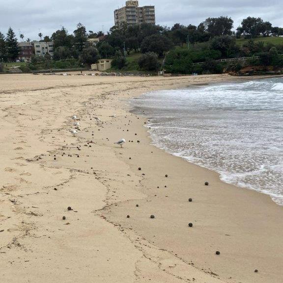 澳洲悉尼庫吉海灘(Coogee)「神秘小黑球」出現令沙灘要關閉。(Randwick City Council FB)
