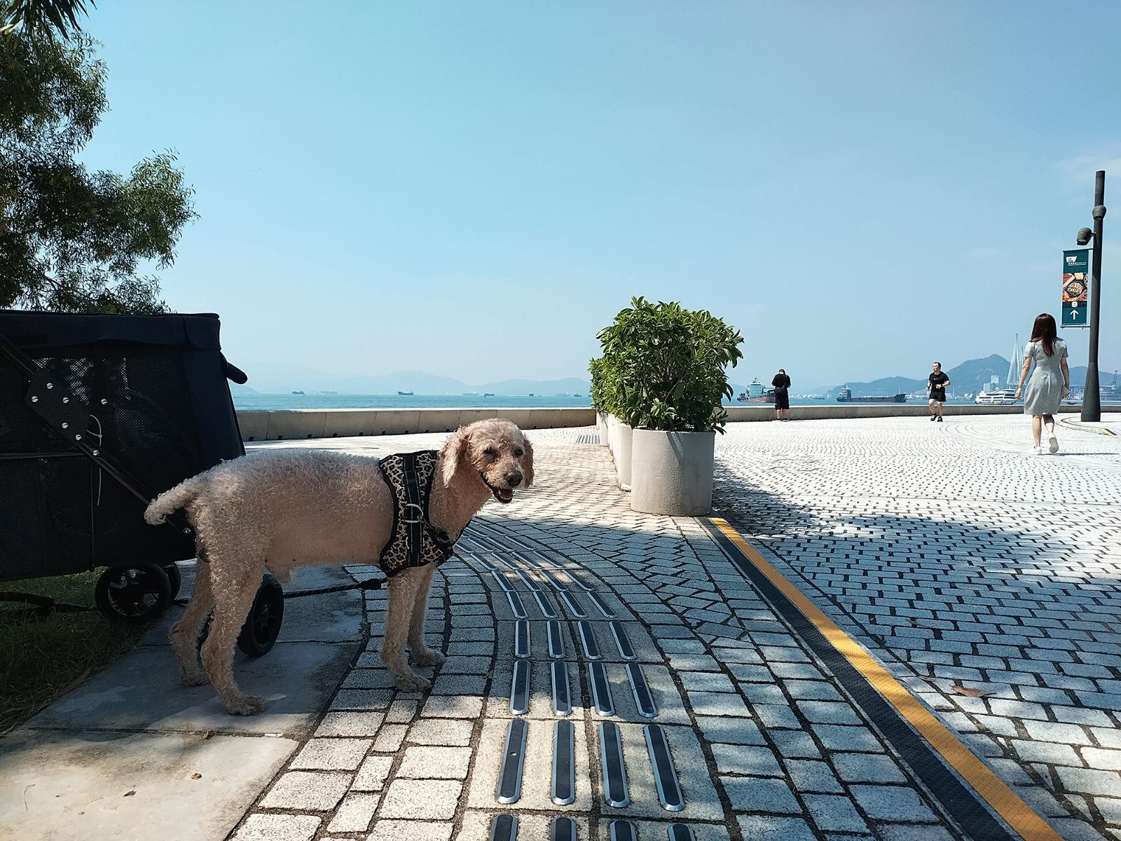 五個「寵物巴士遊」行程帶寵物及主人遊走各區寵物好去處,受舒適的巴士旅程後,一同到訪這些地方探索。