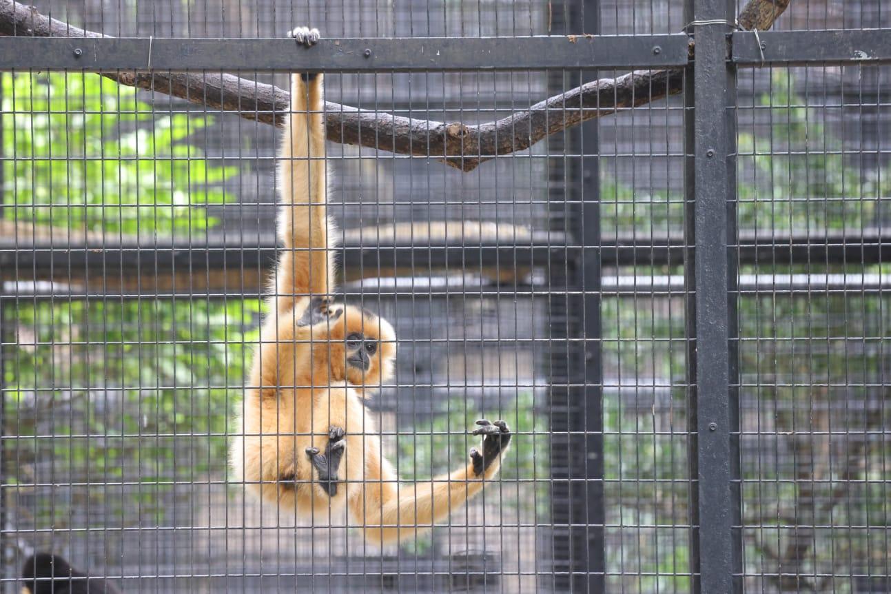 公園內哺乳類動物區範圍已用膠帶圍封,仍見猴子等哺乳類動物在籠內。(吳康琦攝)