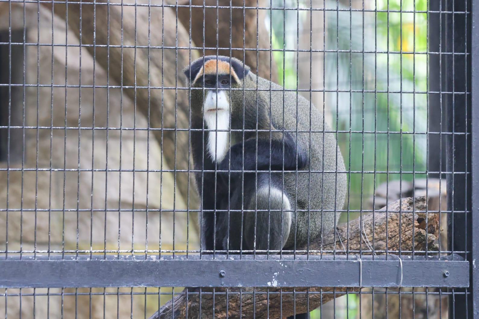 公園內哺乳類動物區範圍已用膠帶圍封,仍見猴子等哺乳類動物在籠內。(吳康琦攝)