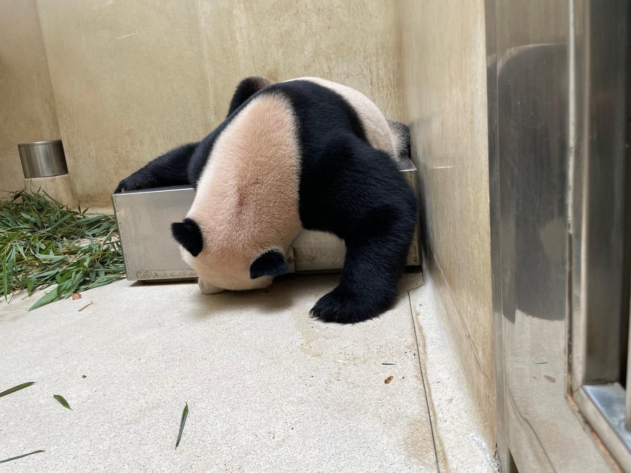 安安(海洋公園圖片)