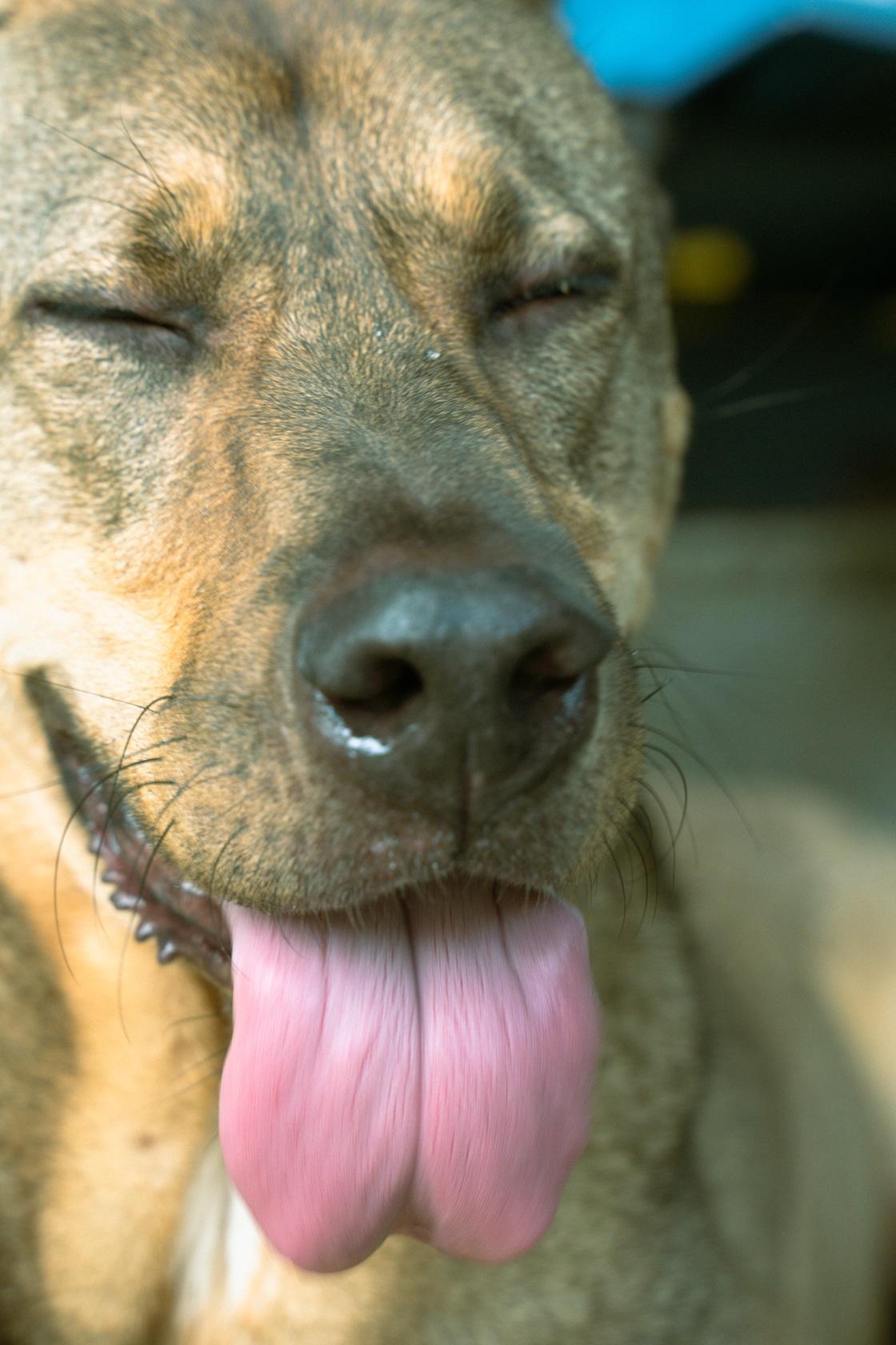 戲中另一主角唐狗Okee。(《野草》劇照)