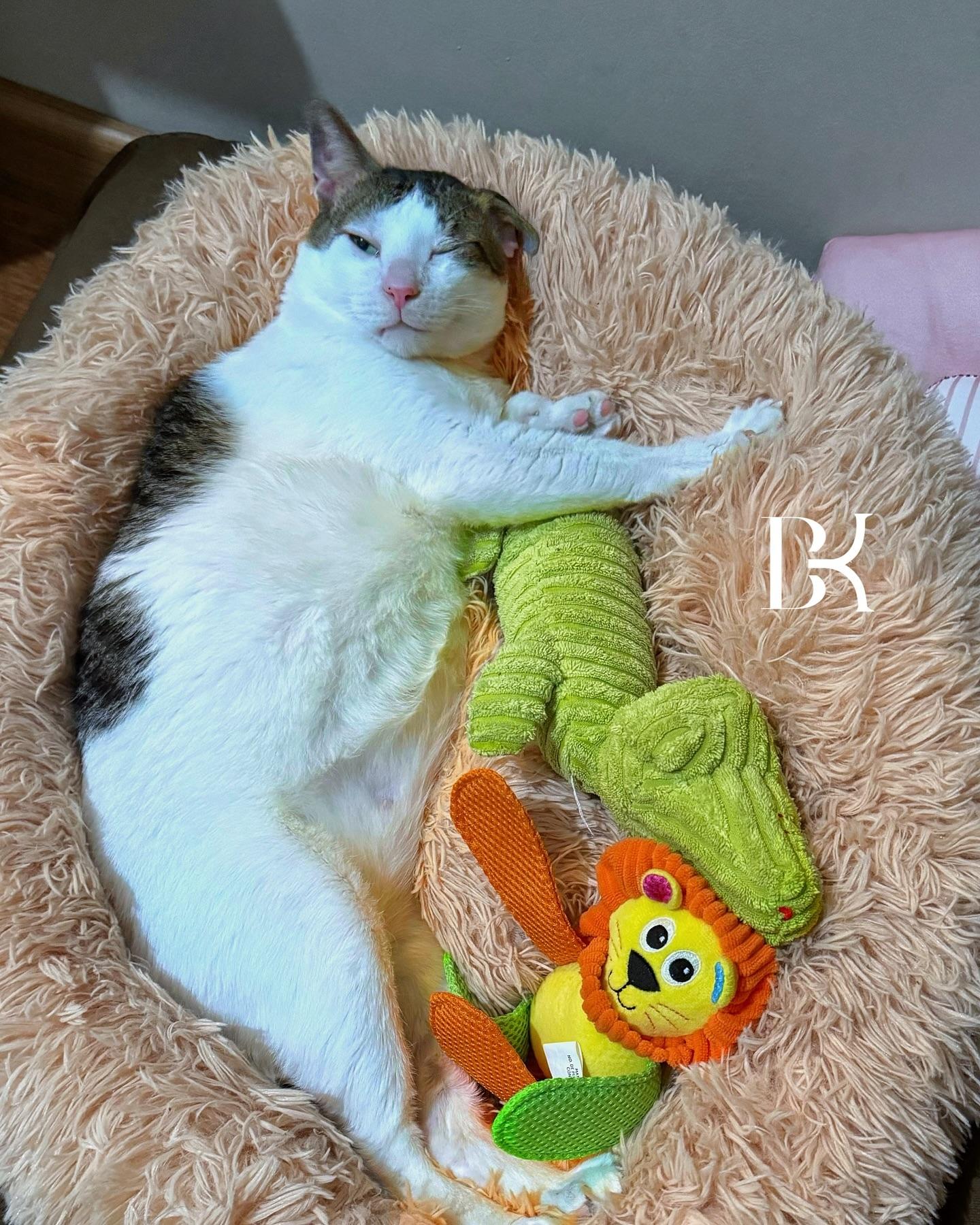 印尼總統蘇比安托(Prabowo Subianto)的愛貓波比(Bobby)IG近70萬Followers。