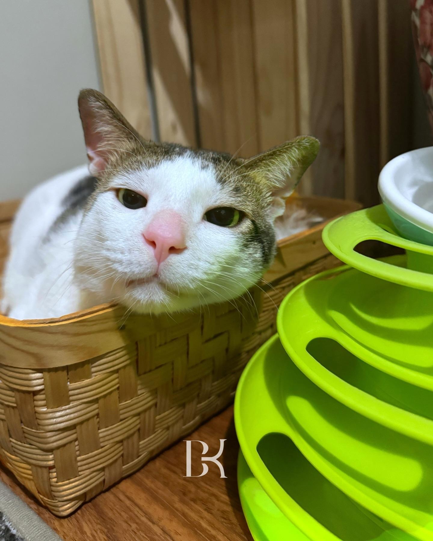 波比(Bobby)IG為@bobbykertanegara。