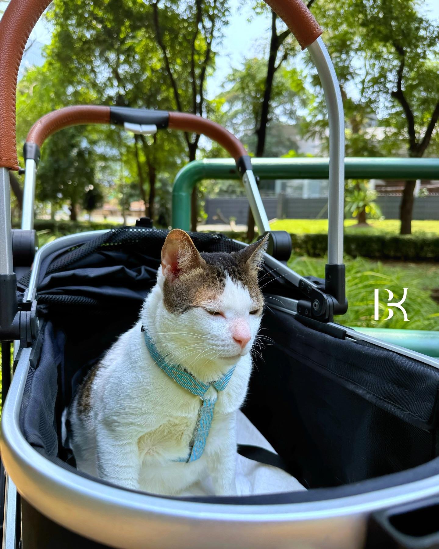 波比(Bobby)是白底虎斑貓。