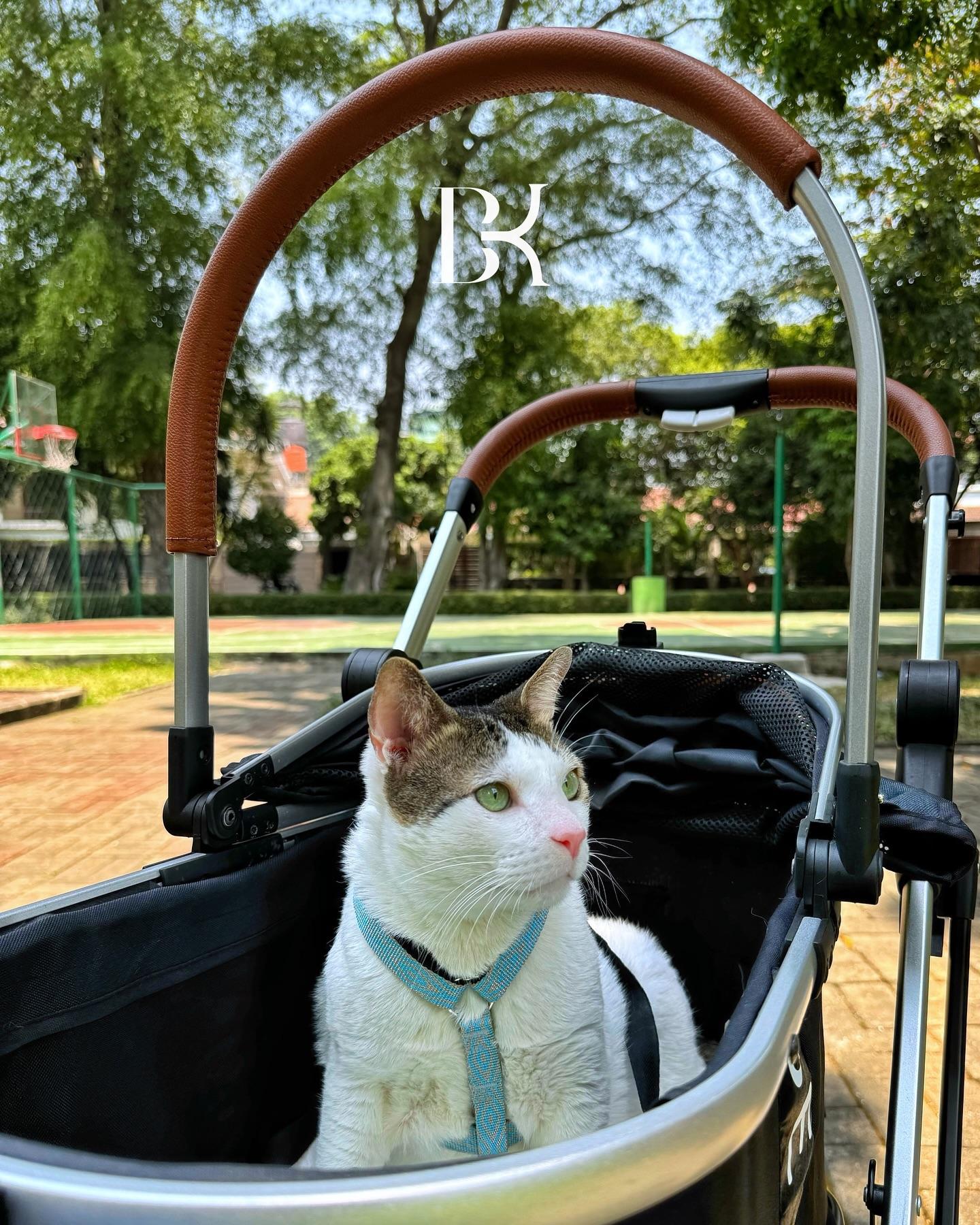 波比(Bobby)有一輛專屬推車作出門之用。