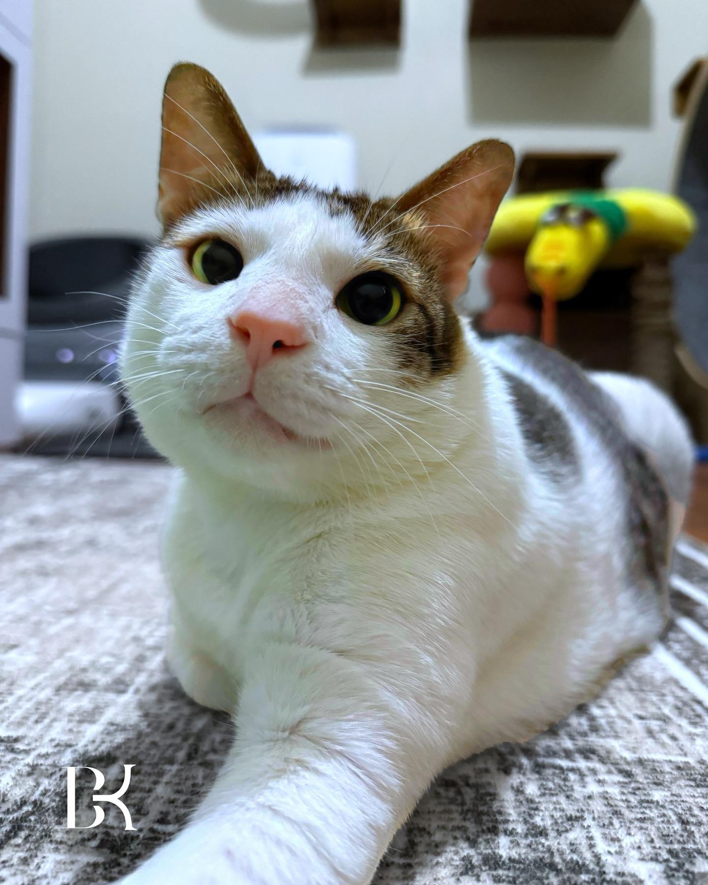 波比(Bobby)有大量玩具。