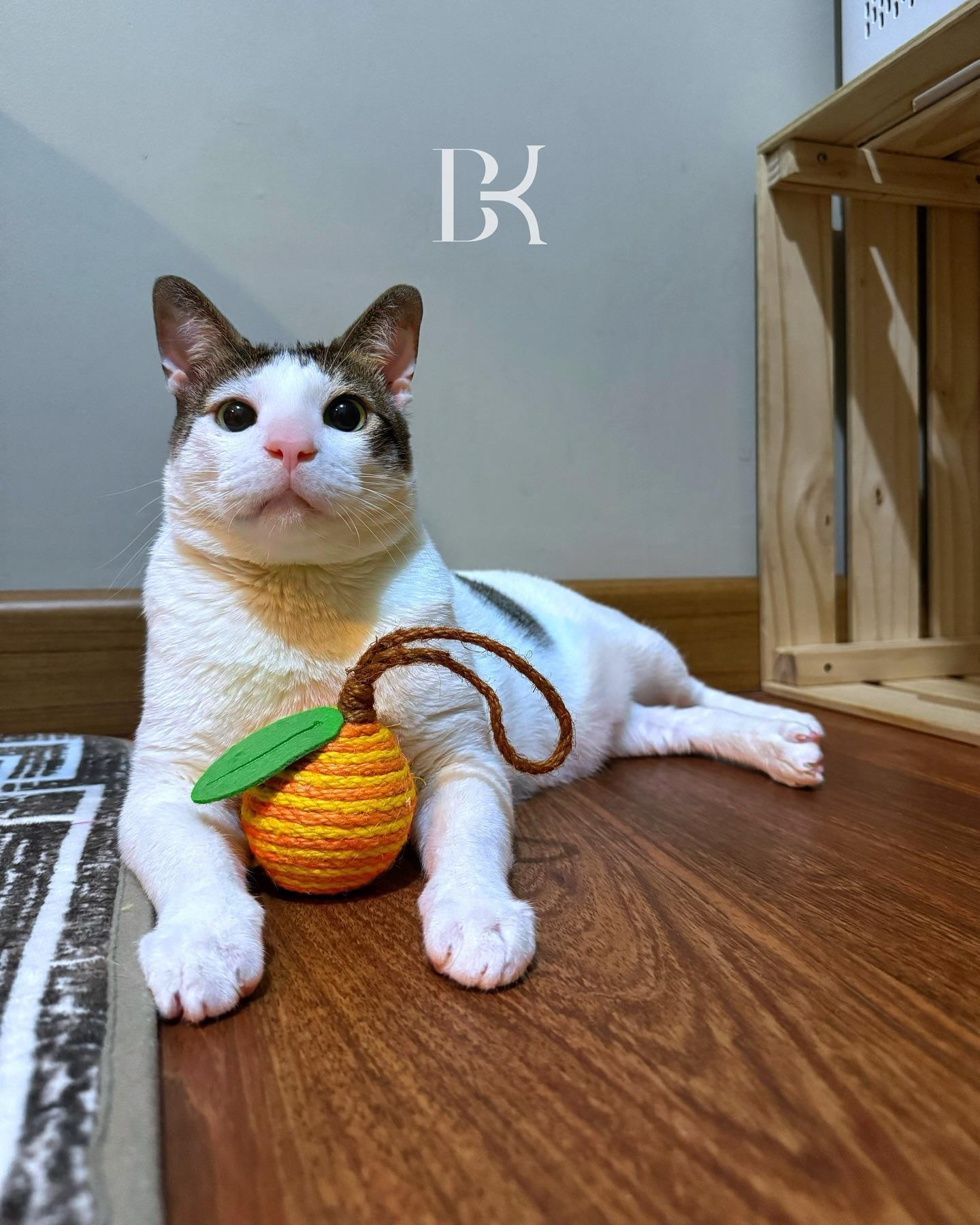 波比(Bobby)深得網民歡迎。