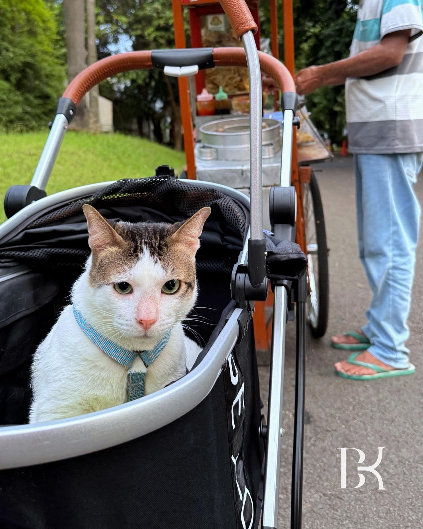 波比(Bobby)在印尼總統官邸生活。