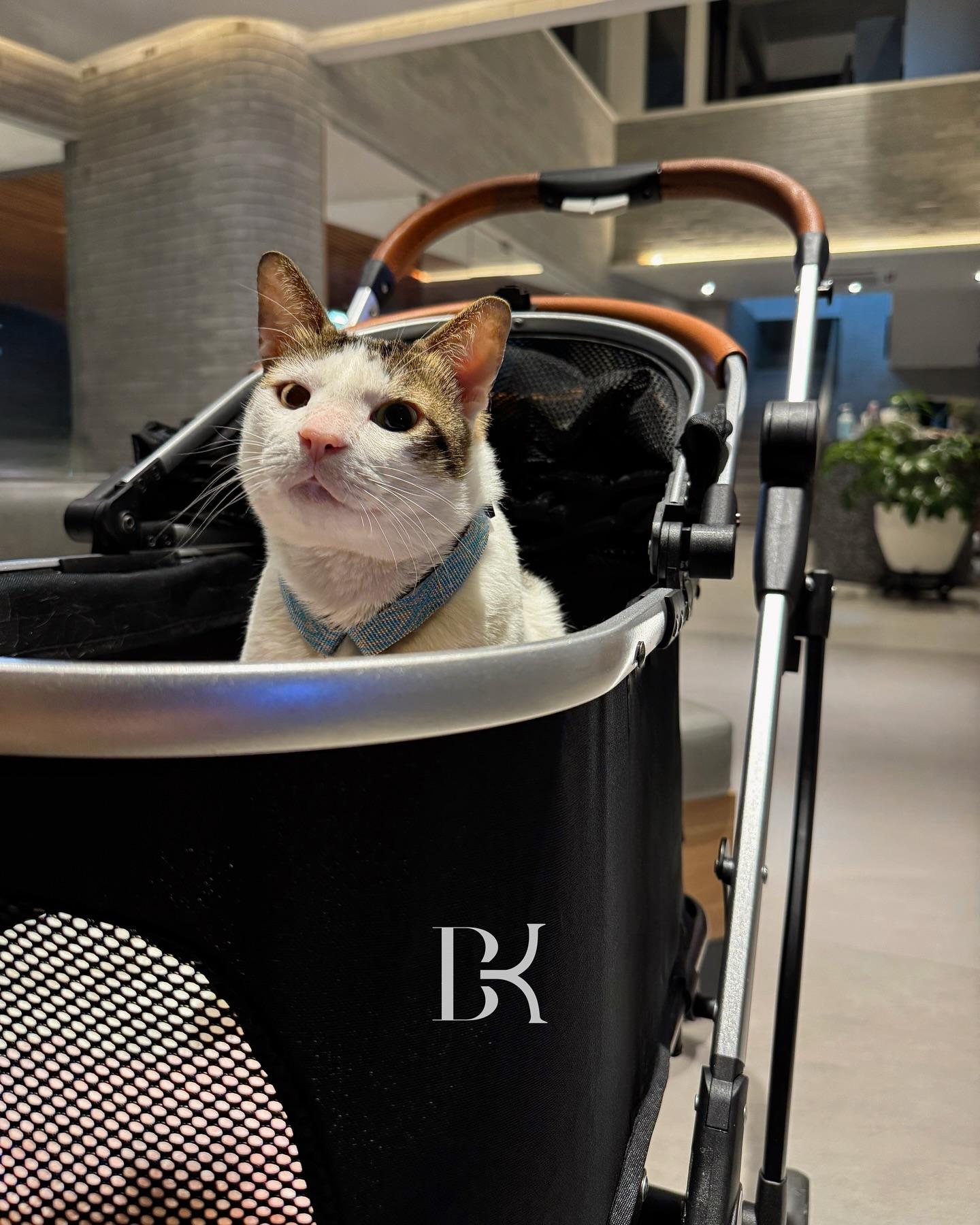 波比(Bobby)表情趣怪。