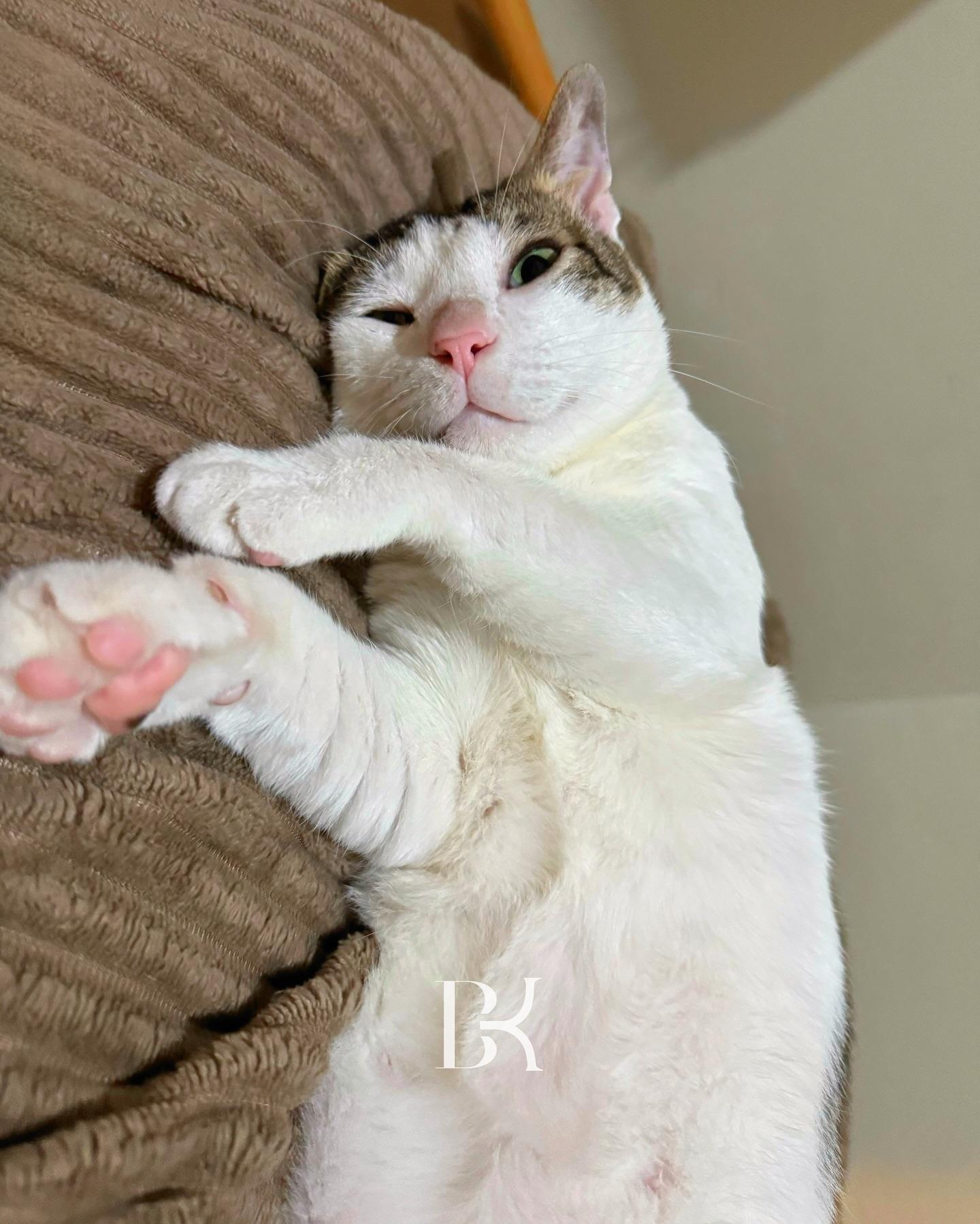 波比(Bobby)動作多多。