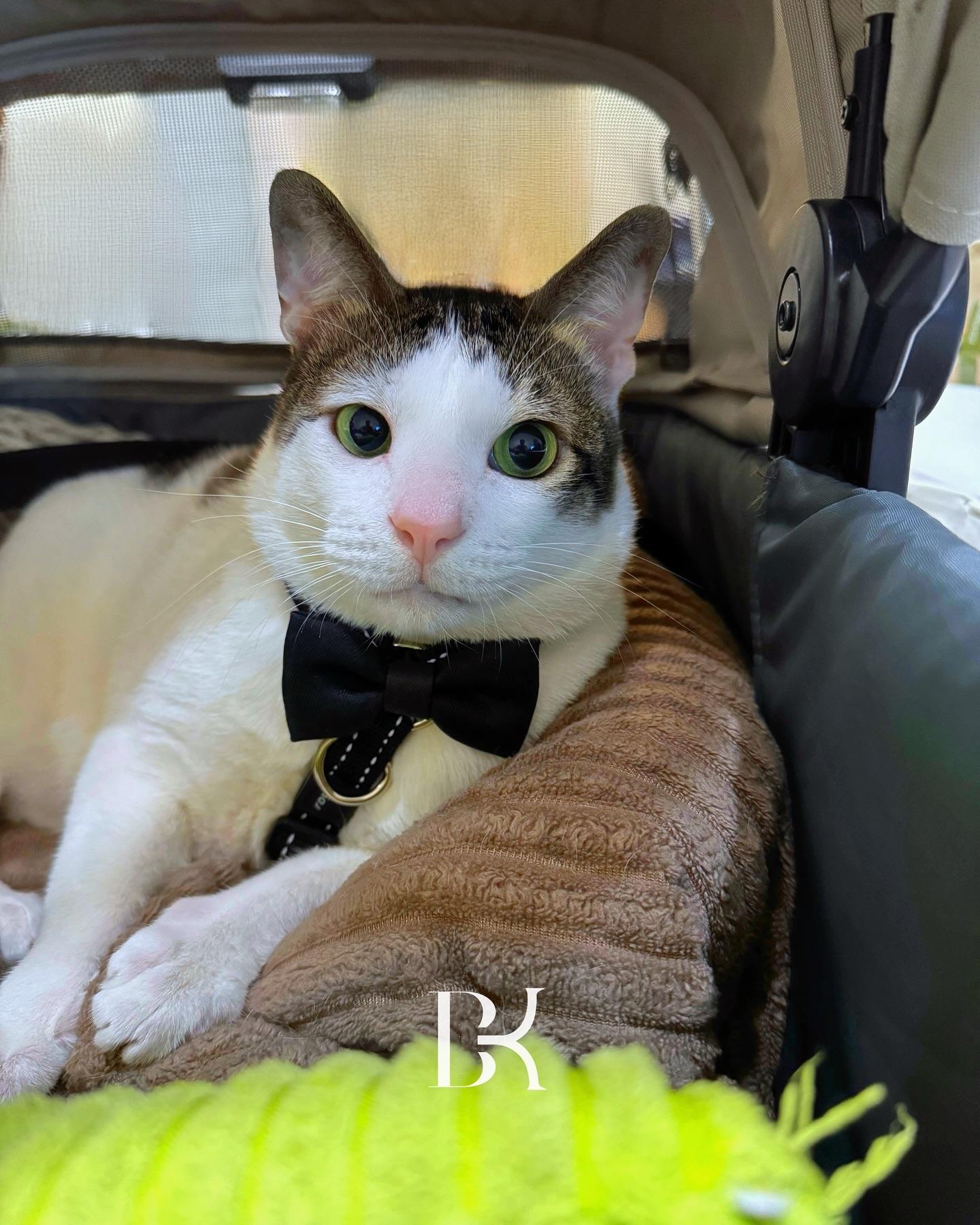 波比(Bobby)也有正經一面。