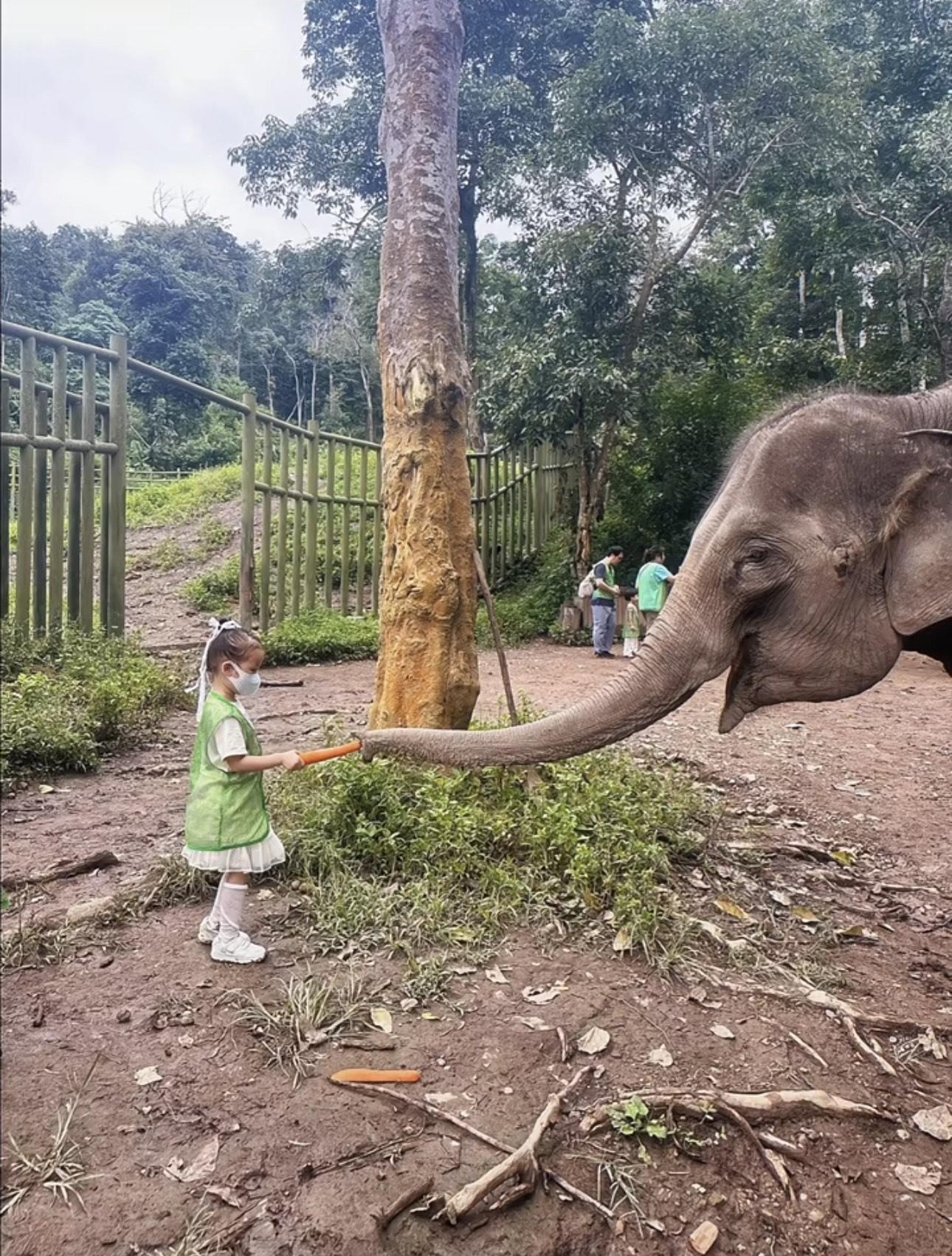 一家三口去餵大笨象。