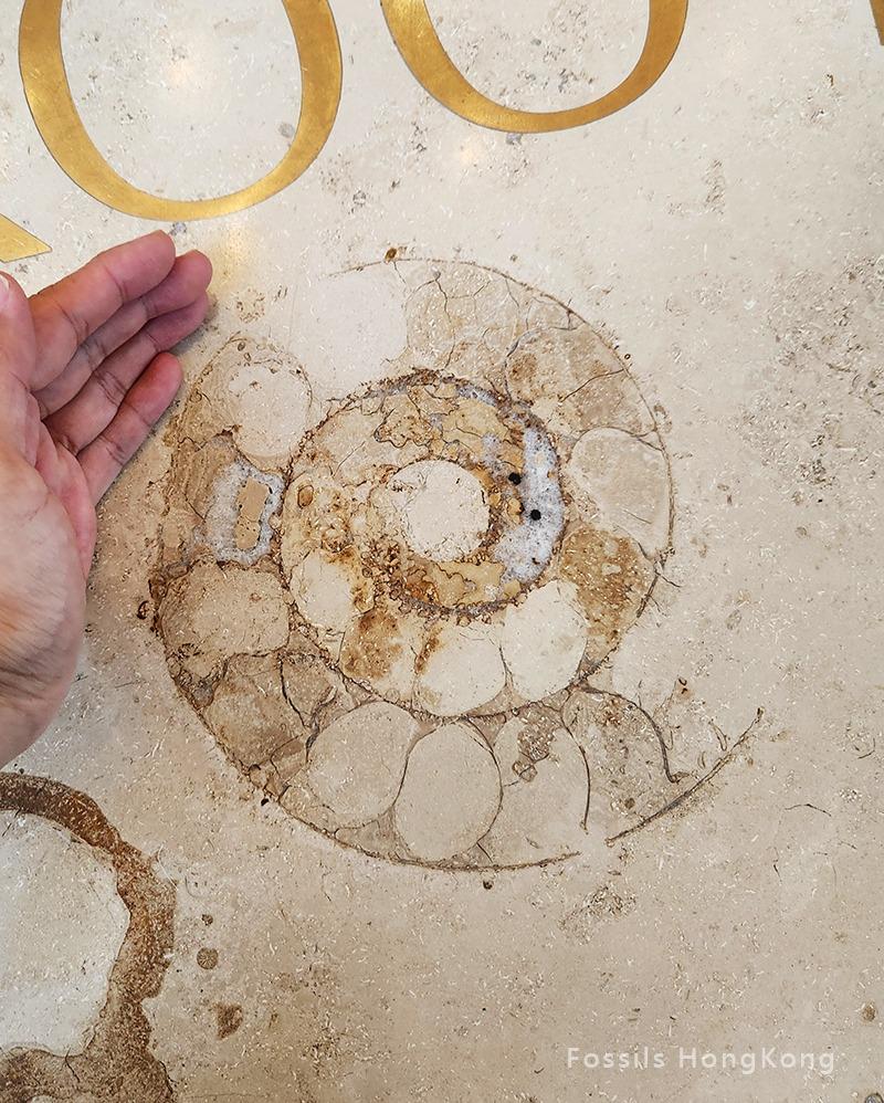 太古坊雲石地板上的菊石化石長約19厘米,據指是香港大理石材中被發現最大的一枚。(圖片來源:「Fossils HongKong」facebook專頁)
