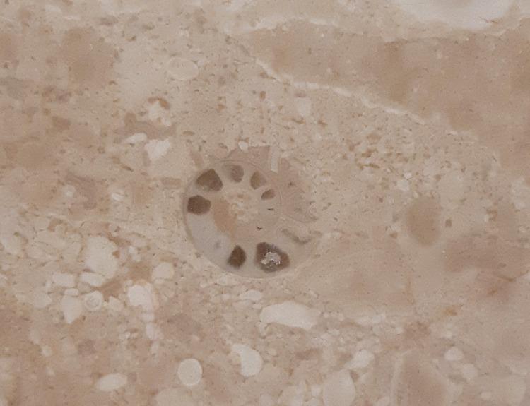 港鐵沙田站牆上的菊石化石切面,清楚看到內部氣室構造。菊石是6,500萬年前已滅絕的頭足類海洋生物。(圖片來源:「Fossils HongKong」facebook專頁)