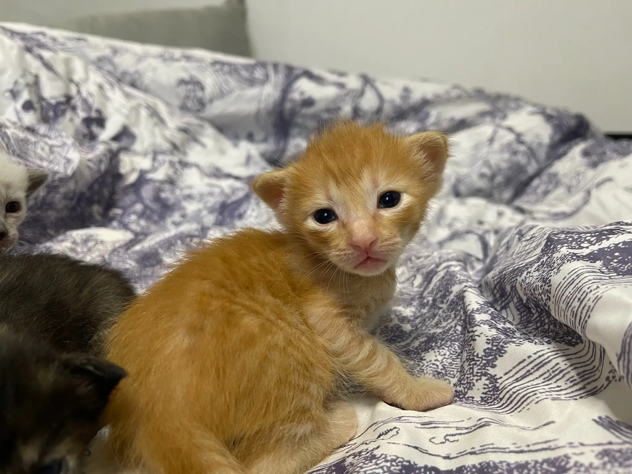 圖片來源:LIHKG討論區