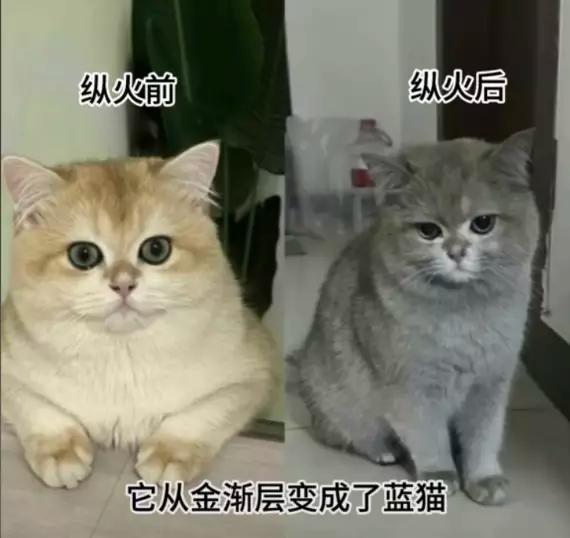 圖片來源:小紅書@金勾釣