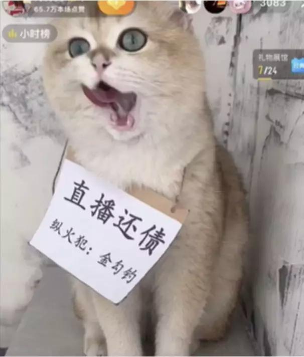 圖片來源:小紅書@金勾釣