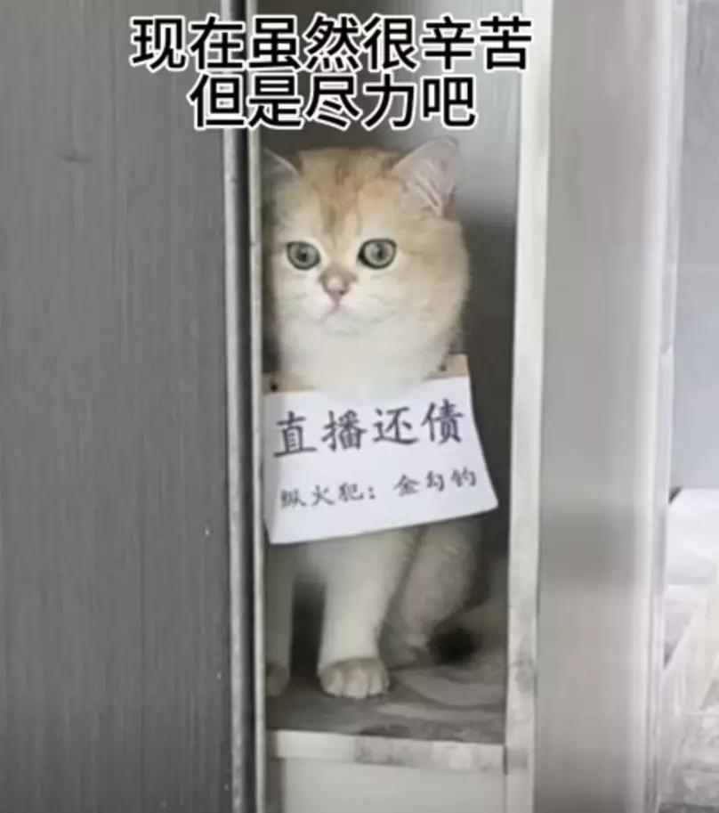 圖片來源:小紅書@金勾釣