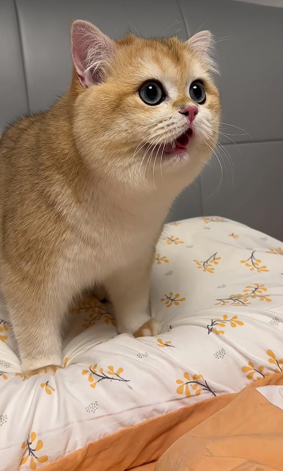 圖片來源:小紅書@金勾釣