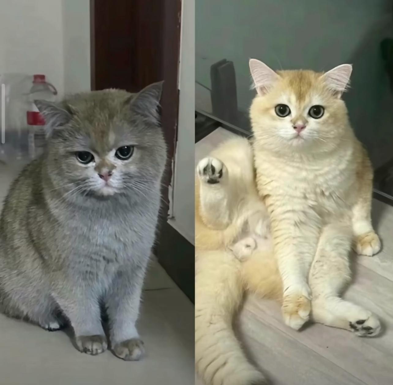 圖片來源:小紅書@金勾釣