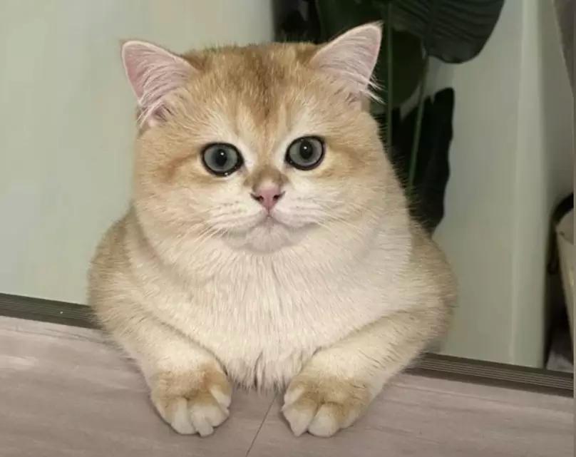 圖片來源:小紅書@金勾釣