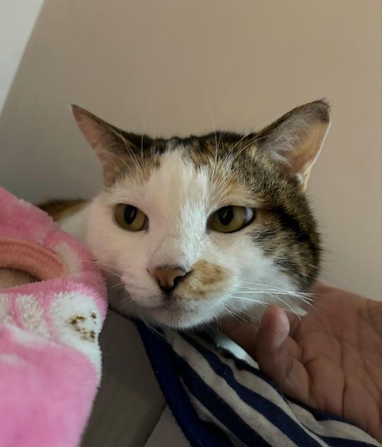 圖片來源:LIHKG討論區