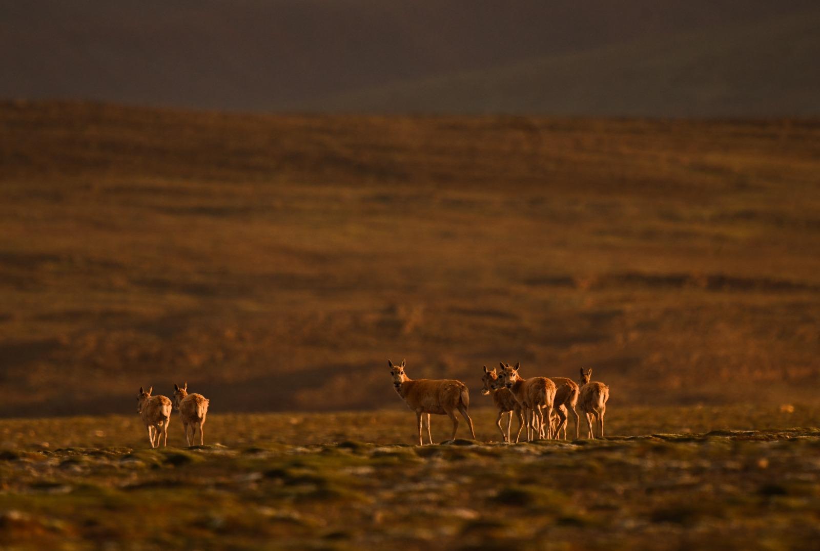 可可西里卓乃湖有上萬隻藏羚羊。(新華社資料圖片)