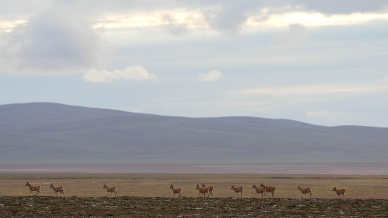 可可西里卓乃湖有上萬隻藏羚羊。(新華社資料圖片)