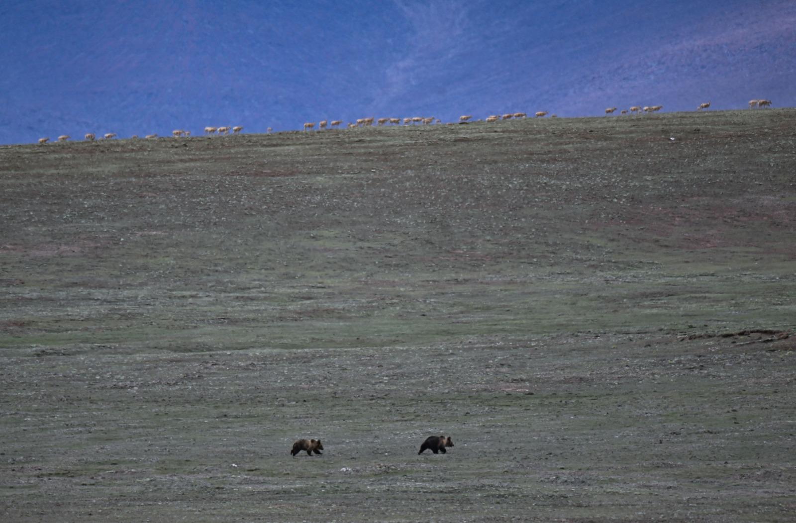 可可西里卓乃湖有上萬隻藏羚羊。(新華社資料圖片)