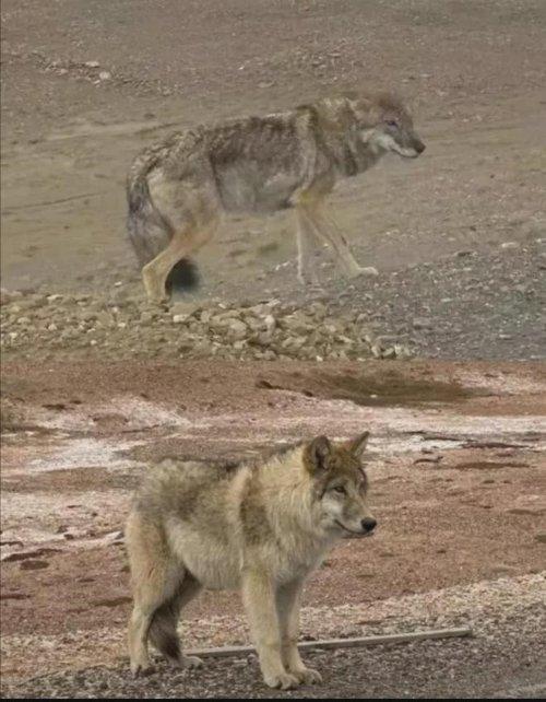 可可西里「網紅狼」由以前(上)到現時(下),體形差距大。(網上圖片)