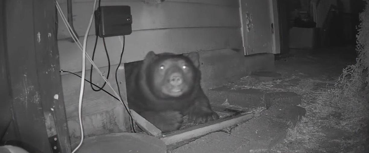 巨熊望鏡頭的樣子有些可愛。(互聯網)