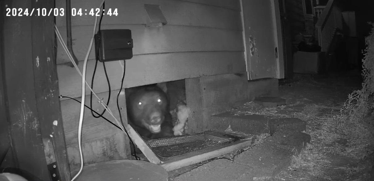 小型攝影機凌晨拍到巨熊從地下室探頭出外。(互聯網)