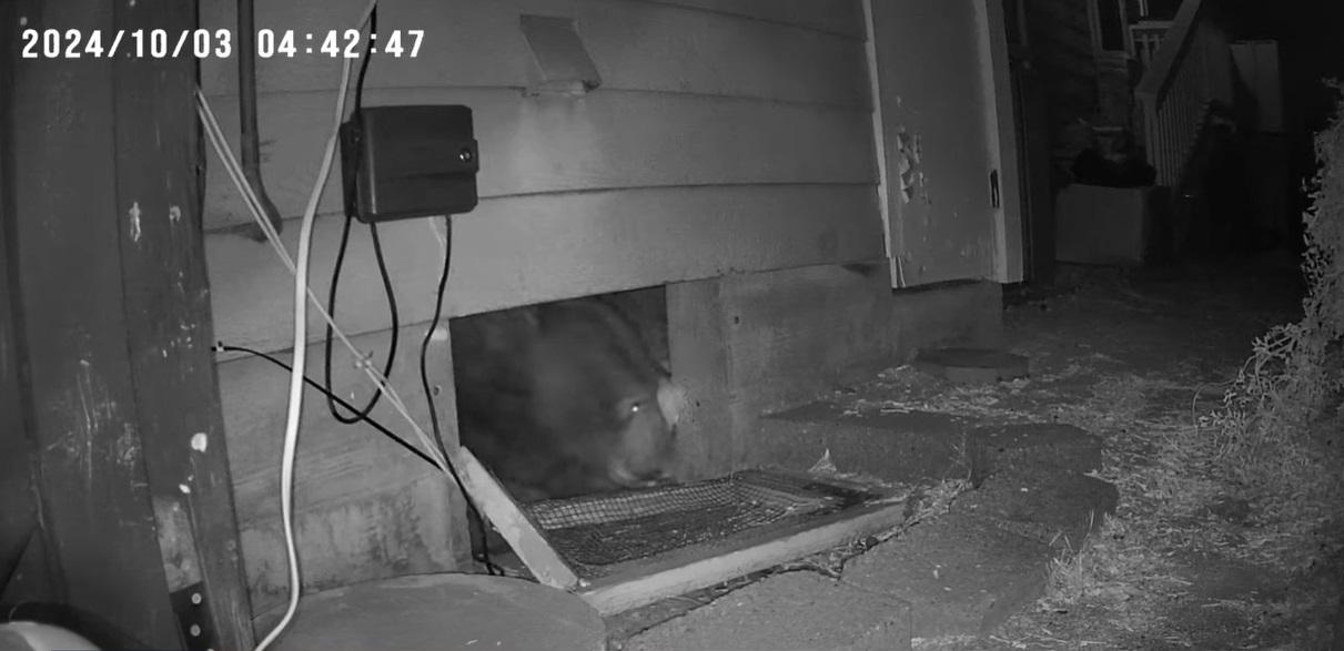 小型攝影機凌晨拍到巨熊從地下室探頭出外。(互聯網)